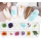 Nail Art Immortal Dried Flowers 3D Stereo Daffodil Dried Mixed Flower Season Theme