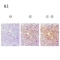 DJ sequins_03